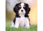 AKC Cavalier King Charles Spaniel