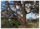 Tree Lopping Mona Vale