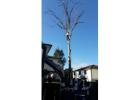 Emergency Tree Removal Mount Annan