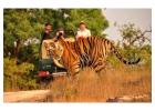 Book Exciting Wildlife Tour Packages – Explore India’s Wild