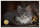 Kittens for Sale in Wisconsin: Get Adorable & Healthy Kittens