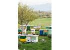 Smart Beehive Monitoring System: Winter Heat Treatment, Beekeeping Methods & IoT Innovations