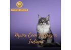 Maine Coon Kittens in Indiana: Bring Home a Beautiful Pet