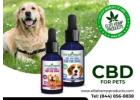 Unlock Calm and Comfort with Premium CBD for Pets