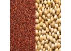 Red millet exporter