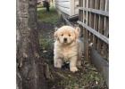 Golden Retriever Puppies – Adopt or Buy Today