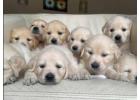 Golden Retriever Pups for Sale – Healthy & Loving