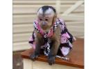 Buy Capuchin Monkeys – Healthy & Home-Raised