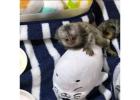 Adorable Marmoset Monkeys for Sale