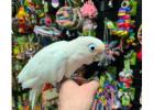 Friendly Cockatoos for Sale – Beautiful & Smart