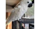 Cockatoo Parrots – Ready for New Homes