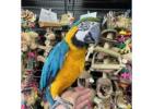 Stunning Macaws for Sale – Blue & Gold Beauty