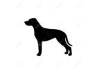 Need a dog walker in Anand Niketan, N. Delhi ( near Vasant Vihar ) for a friendly female GSD South D
