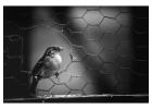 Premium Chicken Mesh Wire for Sale – Best Price Guaranteed
