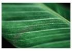 High-Quality Green Mesh Net – Ideal for Farming, Fencing & Construction