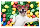Pet Grooming in dubai