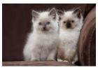 Buy Ragdoll Cats – Purebred & Fluffy