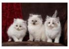 Playful Ragdoll Kittens – Available Now