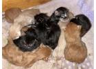 Maine Coon Kittens for Sale – Large & Gentle