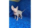 Sphynx & Devon Rex Kittens – Unique & Hypoallergenic
