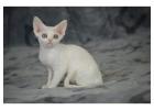 Sphynx & Devon Rex Cats for Sale