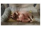 Buy Sphynx & Devon Rex Kittens – Exotic & Sweet