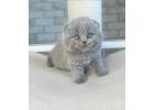 Scottish Fold & Straight Kittens – Cute & Calm
