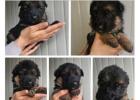 Buy German Shepherds – Strong & Trainable