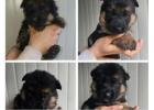 German Shepherd Dogs for Sale – Smart & Obedient