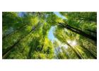 Elm Tree Glenview