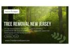 Professional Tree Removal Services in New Jersey for Safe and Efficient Tree Care