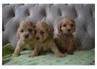 Healthy and happy Cockapoo for sale at Valley Poos