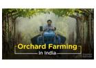 Find Orchard Farming Management in India
