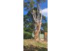 Tree Removal Wentworth Falls | Alex Tree and Garden Services