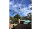 Tree Lopping Sydney | Ben's Tree and Garden Services