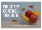 Best Fruit Fly Control Toronto – Same Day Service Available