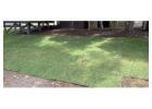 Turf Laying Curl Curl | Northern Beaches Garden & Trees
