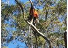 Commercial Property Tree Services Northern Beaches