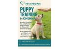 Puppy Training in