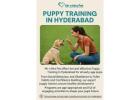 Puppy Training in