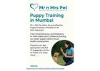 Puppy Training in