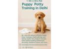 Puppy Potty Training in Delhi