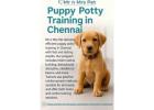 Puppy Potty Training in