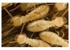 Termite Control Perth | Chambers Pest Solutions