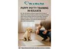 Expert Puppy Potty Training in