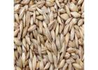 Fornitore di orzo all'ingrosso