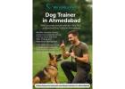 Experienced Dog Trainer in