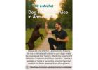 Experienced Dog Training Service in
