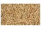 Get Faster Shipments for Premium Coriander Seeds in Bulk