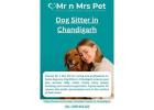 Dog Sitter in